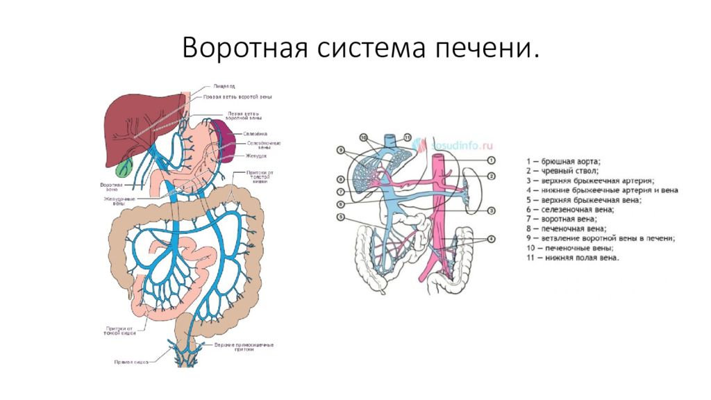 Система печени. Воротная Вена печени анастомозы. Порто кавальные воротная Вена печени. Кавальная и портальная система печени топографическая анатомия. Воротная система печени рис 100.