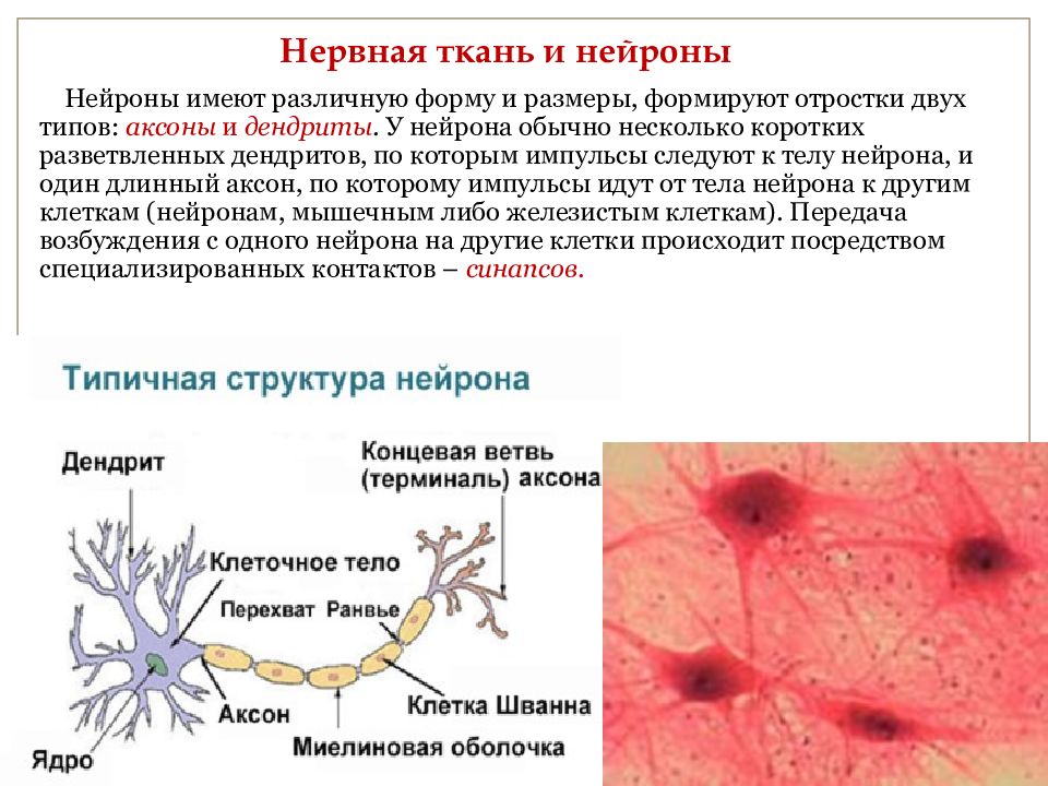 Нервные клетки имеют отростки. Строение клеток нервной ткани человека. Tyhdyfz ткань. Нервная ткань ткань.