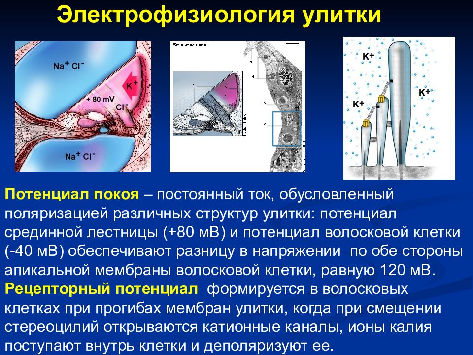 Методы исследования слухового анализатора презентация