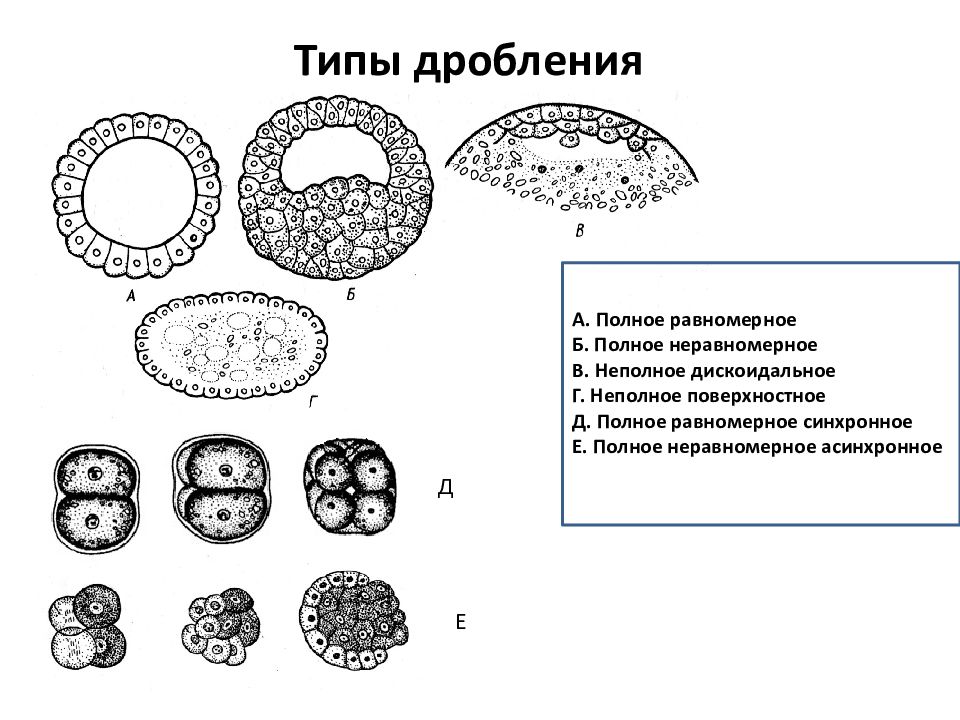 Полное равномерное синхронное дробление. Типы дробления. Типы неполного дробления. Поверхностное дробление.