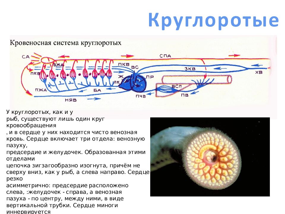 Эволюции кровеносной нервной. Эволюция кровеносной системы презентация. Кровеносная система круглых червей. Нервная и кровеносная система. Системы органов круглых червей.