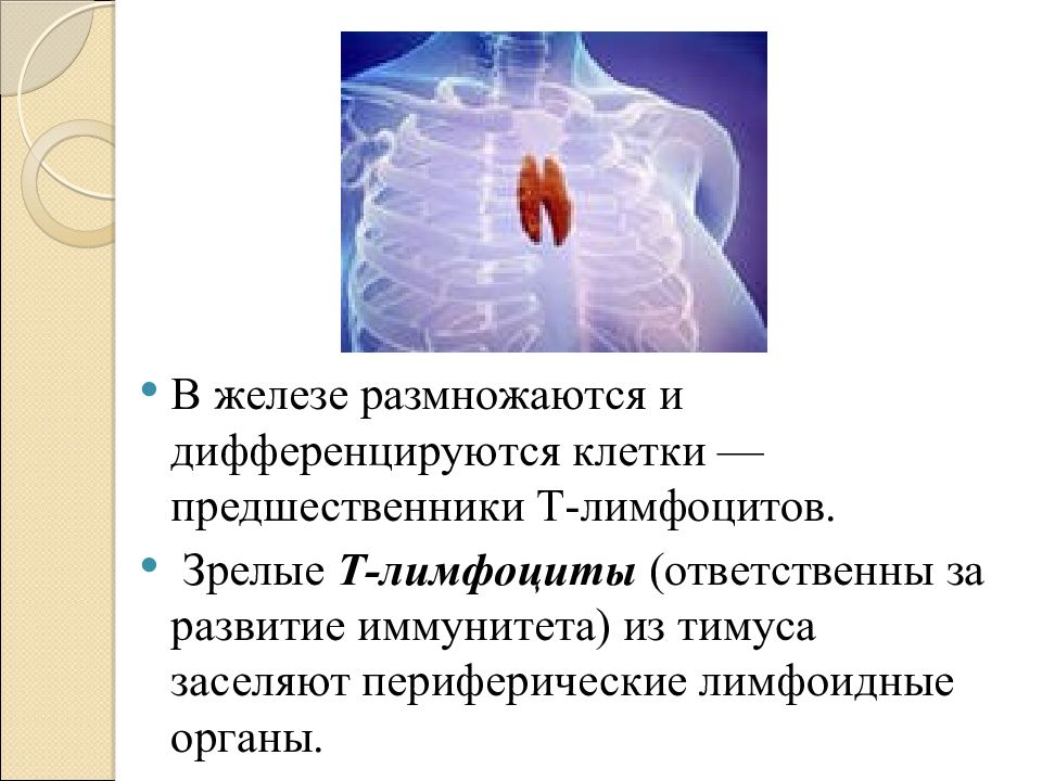 Организм человека как единое целое презентация