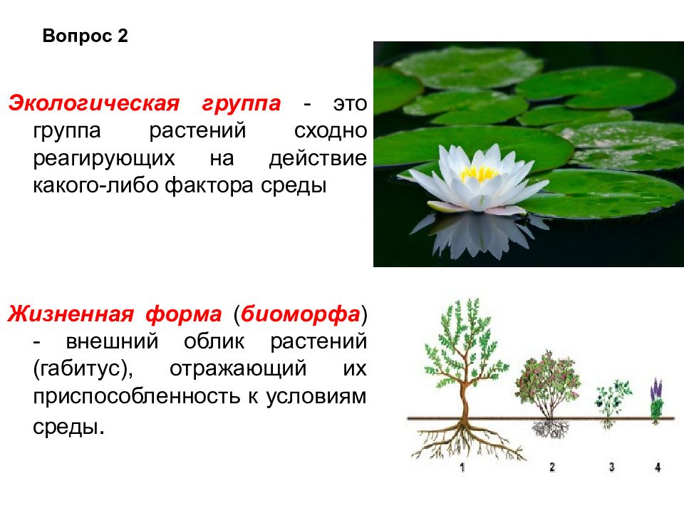 Презентация на тему экологические группы растений по отношению к воде