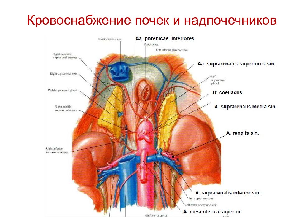 Кровоснабжение почки схема