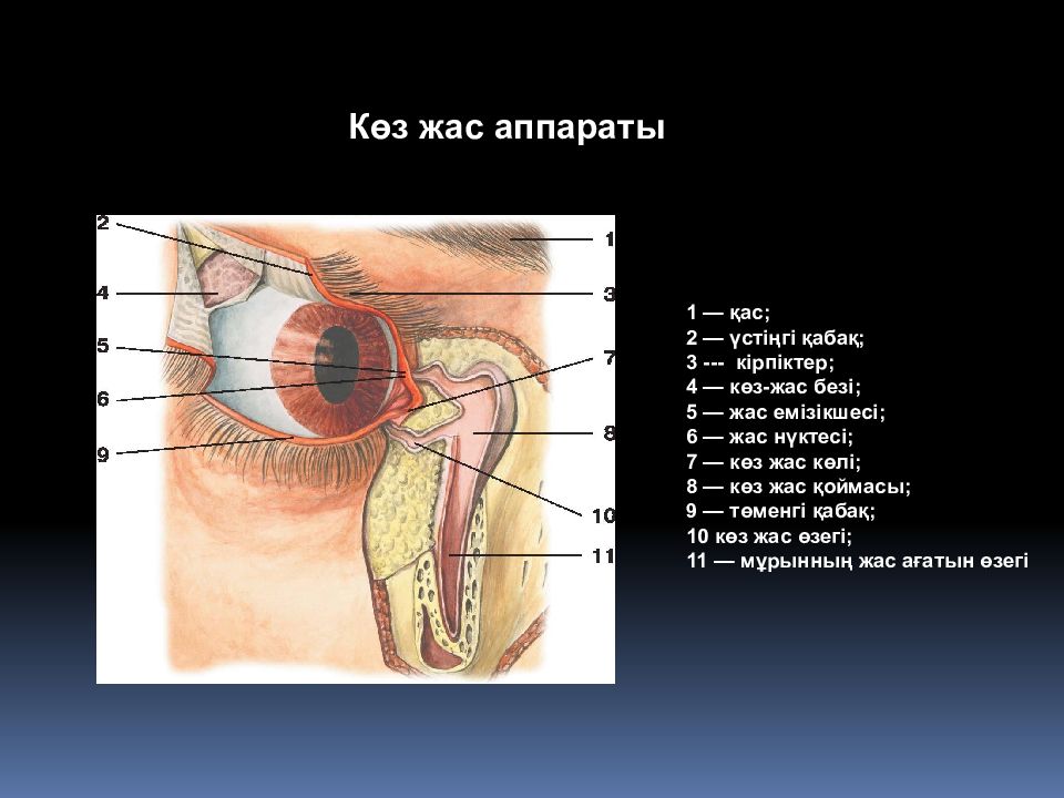 Көз оптикалық жүйе көздiң көру кемшіліктері және оларды түзету әдiстері 8 сынып презентация