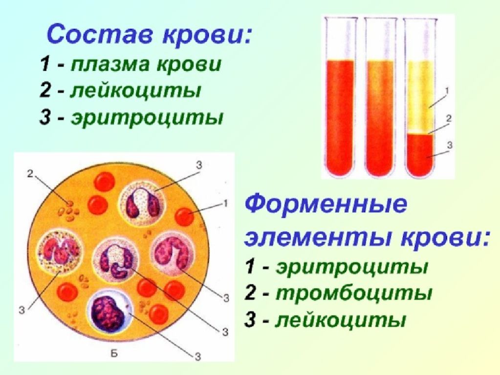 Номером на рисунке обозначена плазма крови. Состав крови: кровяные клетки. Схема кровь плазма форменные элементы. Состав крови плазма и форменные элементы. Схема состав крови плазма крови форменные элементы.