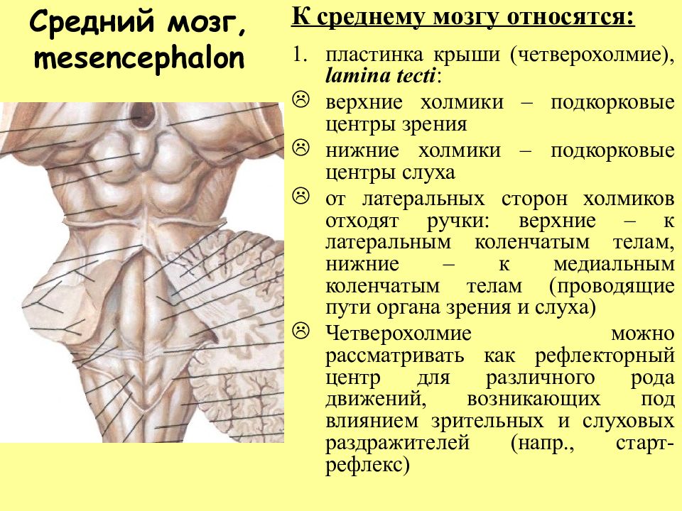 Презентация средний мозг анатомия