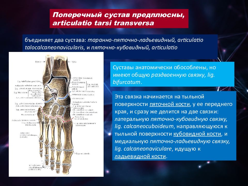 Образована поперечная. Поперечный сустав предплюсны связки. Поперечный сустав предплюсны (Шопара сустав).. Поперечный сустав предплюсны характеристика. Шопаров и лисфранков суставы.