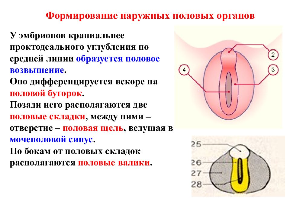 Наружные половые органы картинка