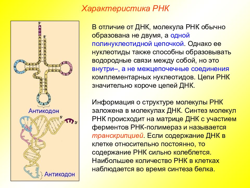 Сколько нуклеотидов содержит молекула рнк. Рибонуклеиновая кислота строение и функции. Молекула РНК. Цепь РНК строение. Параметры РНК.