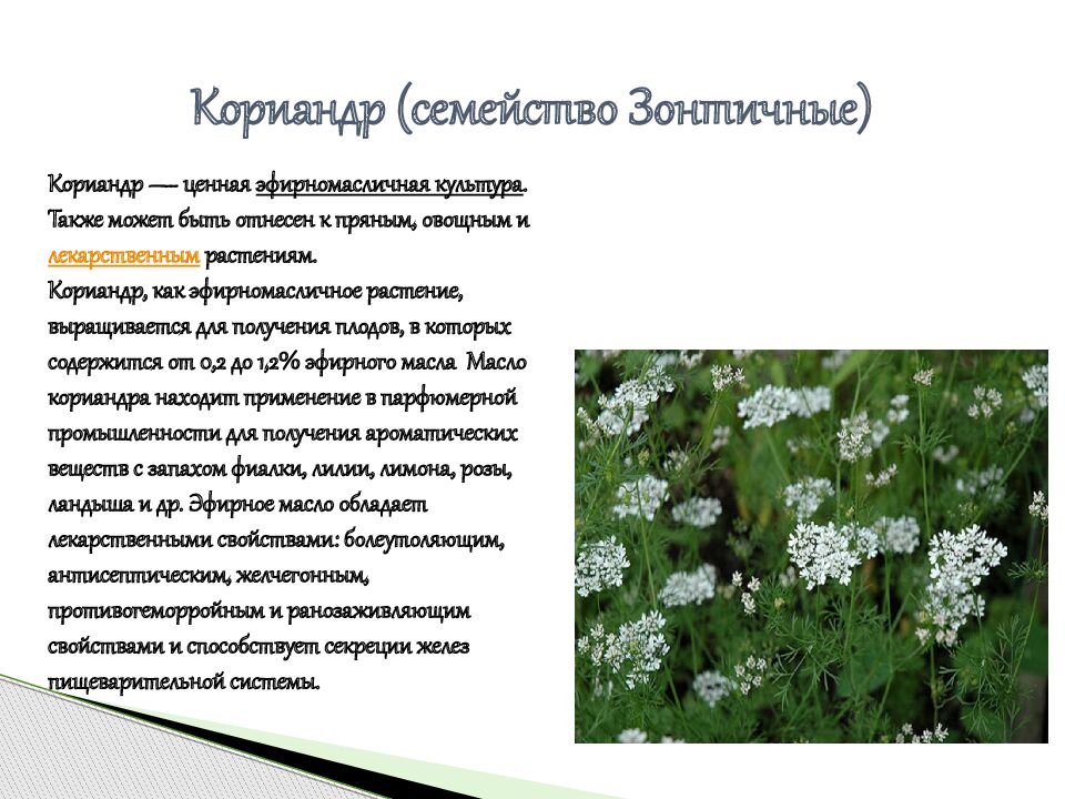 Кориандр (семейство Зонтичные)