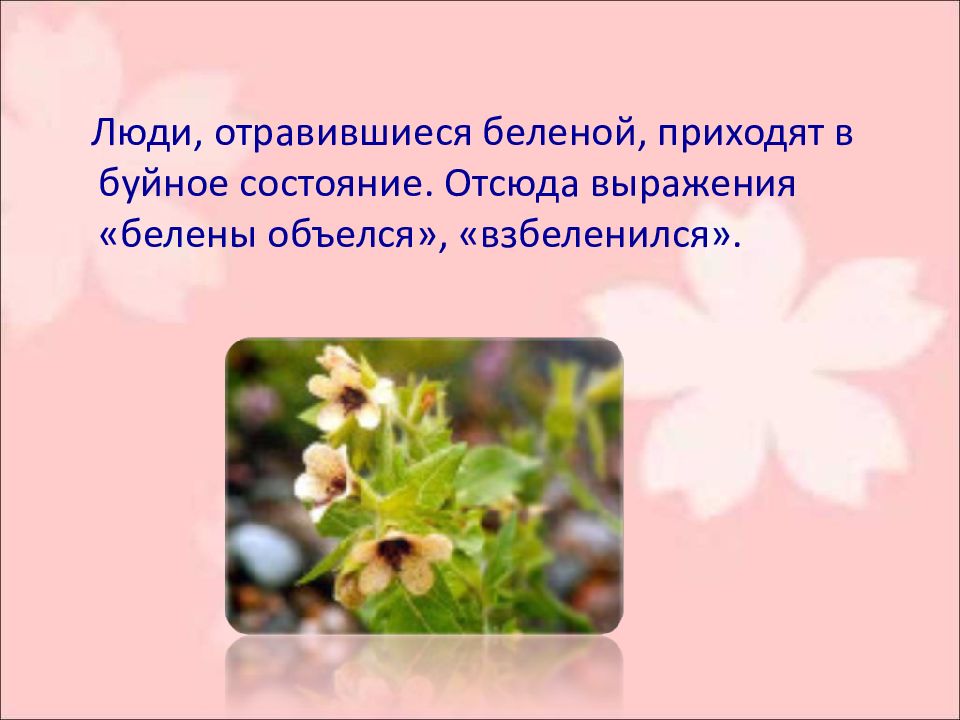 Выражение белены объелся. Отравление беленой. Поговорки про белену. Растение белены объелся в рисунках.