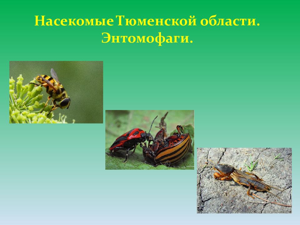 Насекомые Тюменской области. Энтомофаги.