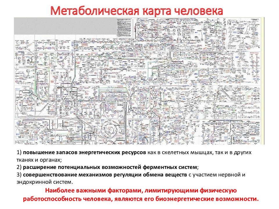 Карта метаболизма человека