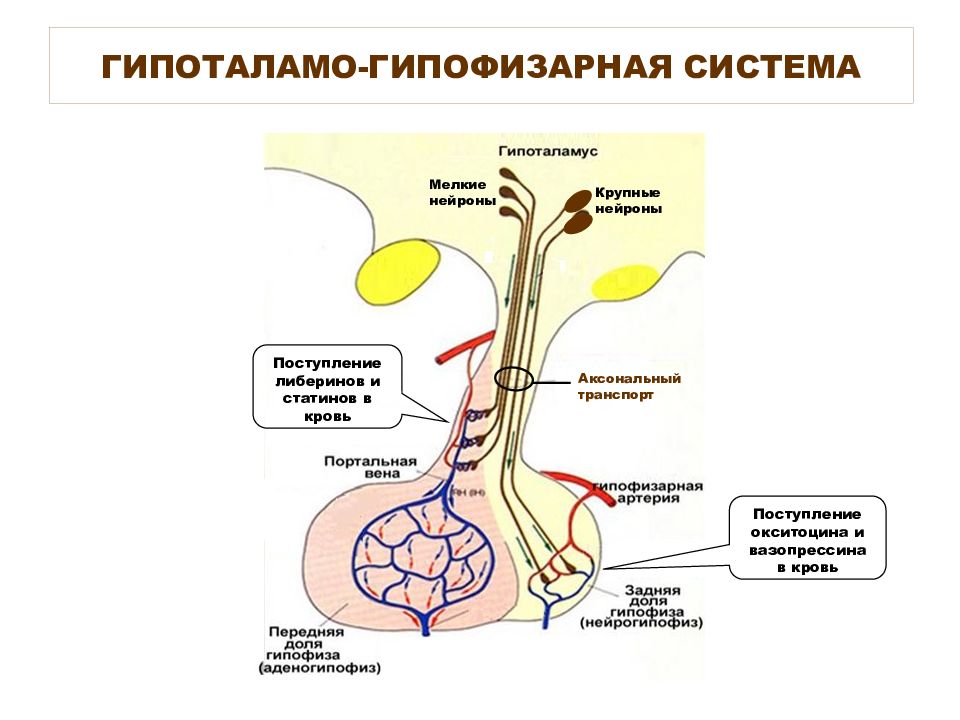 Гипофиз картинки для презентации