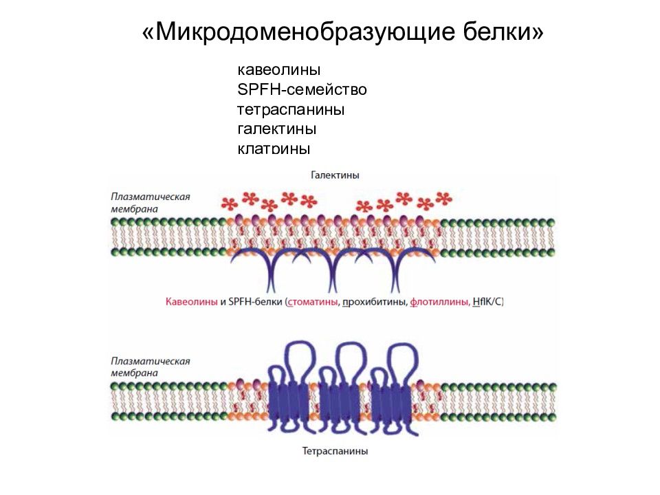 Транспортирует белки к плазматической мембране. Белок кавеолин. Белки Клатрины. Замыкание плазматической мембраны. Трековые мембраны презентация.
