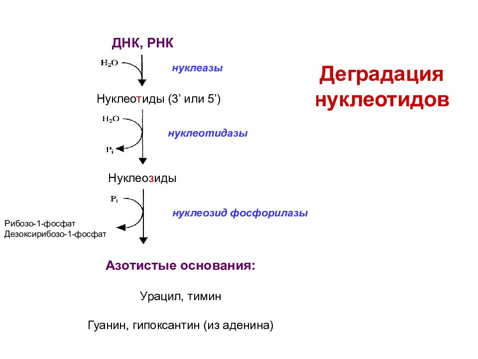 Расщепление нуклеотидов. Схема переваривания нуклеопротеинов. Расщепление ДНК нуклеазами. ДНК И РНК. Деградация пуриновых нуклеотидов.