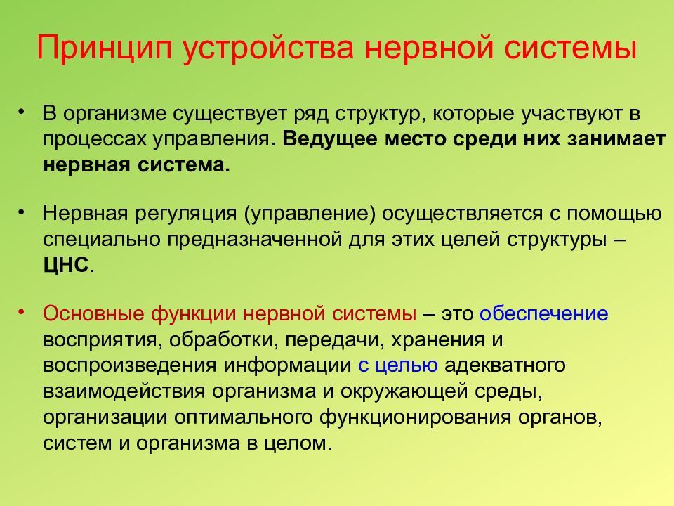 Анатомо физиологические особенности нервной системы у детей презентация