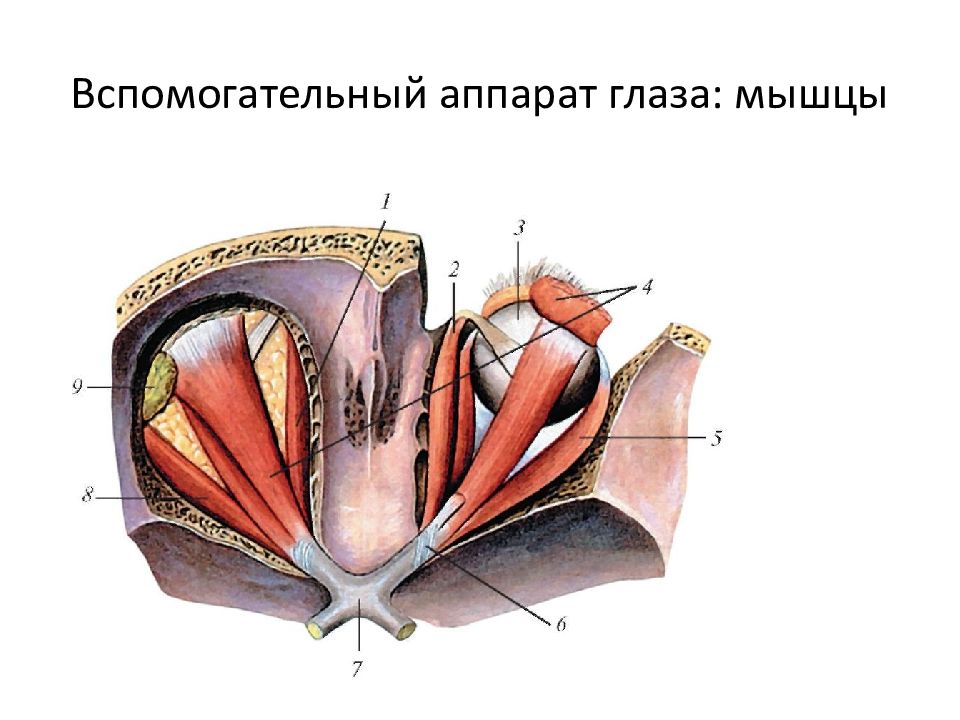 Вспомогательный аппарат глаза картинка