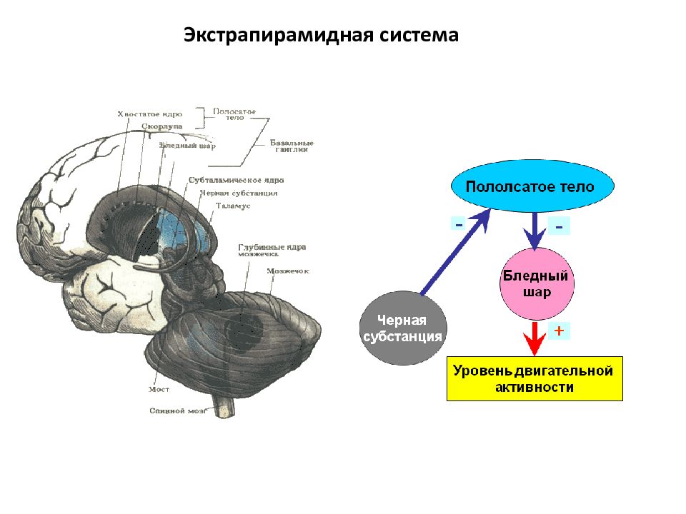 Экстрапирамидная система картинки