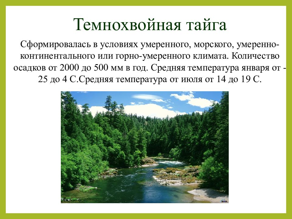 Презентация на тему тайга 8 класс по географии