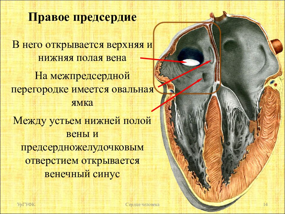 Характеристика правого предсердия. Межпредсердная перегородка сердца анатомия. Овальная ямка правого предсердия. Синусы правого предсердия. Венечный синус правого предсердия.