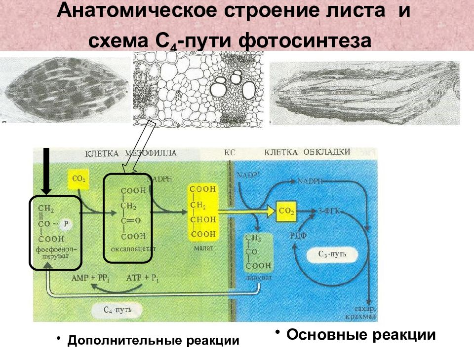 4 фотосинтез происходит в. С4-путь фотосинтеза (цикл хетча — Слэка). Фотосинтез с4 путь хэтча Слэка. С4 фотосинтез малатдегидрогеназный. С4 путь фотосинтеза цикл хетча-слека.