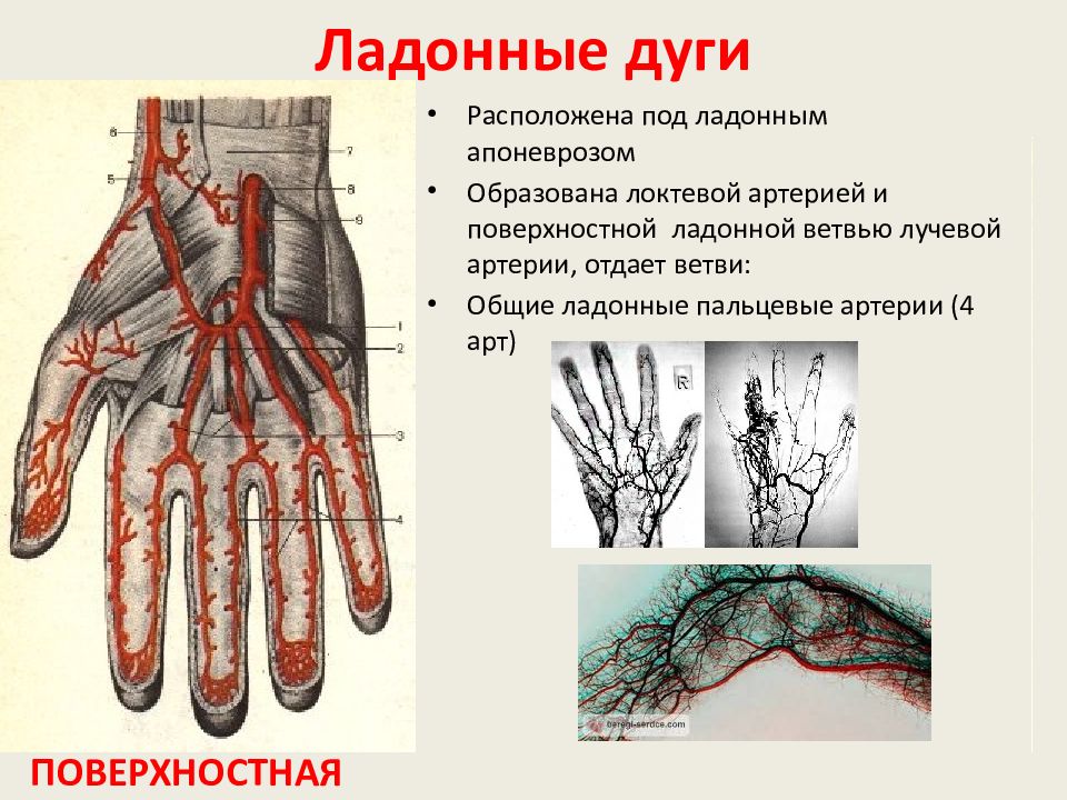 Поверхностная ладонная дуга схема