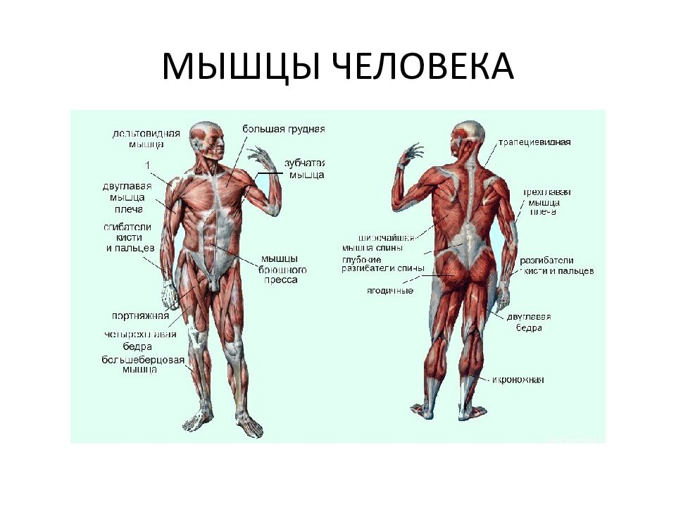 Мышцы человека презентация