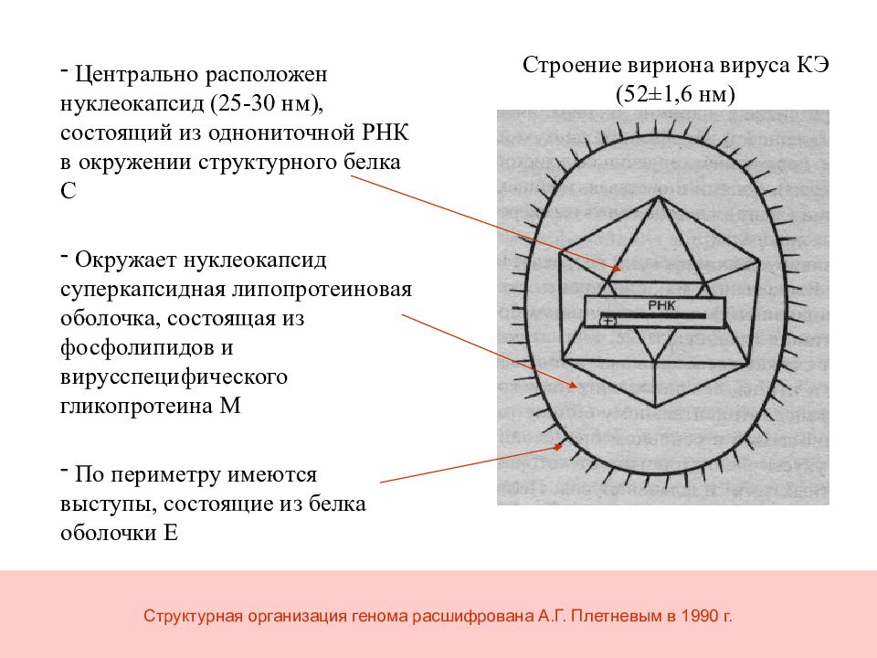 Патогенез клещевого энцефалита схема