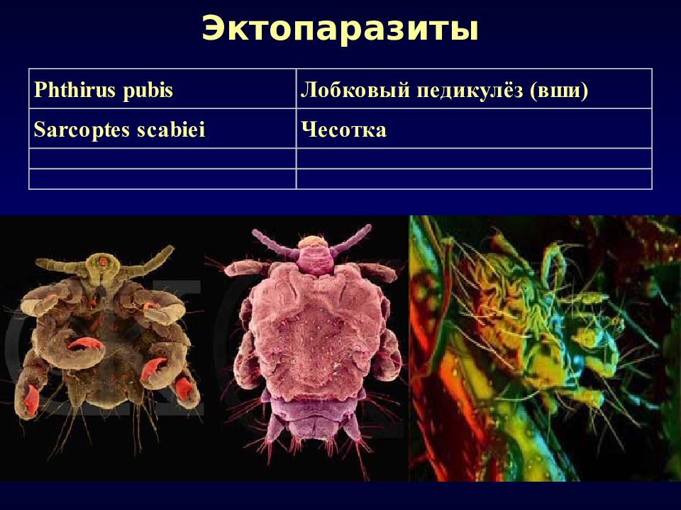 Эктопаразиты. Эктопаразиты заболевания. Лобковой вши эктопаразит.