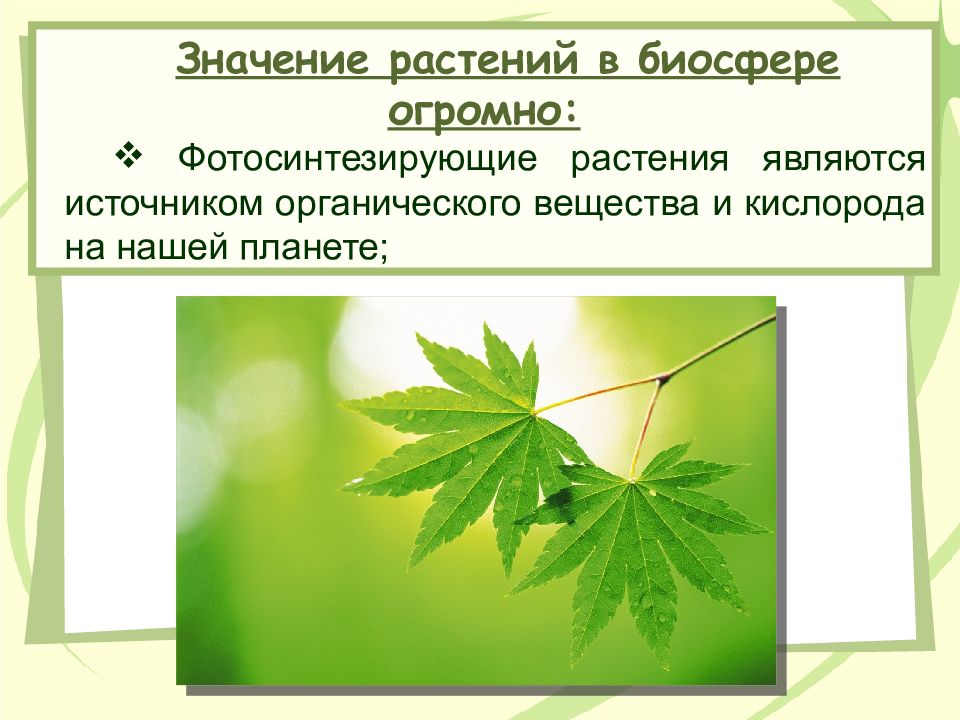 Обозначь трава. Значение растений в биосфере. Бор для растений значение. К фотосинтезирующим растениям относят. Значение растений для существования биосферы.