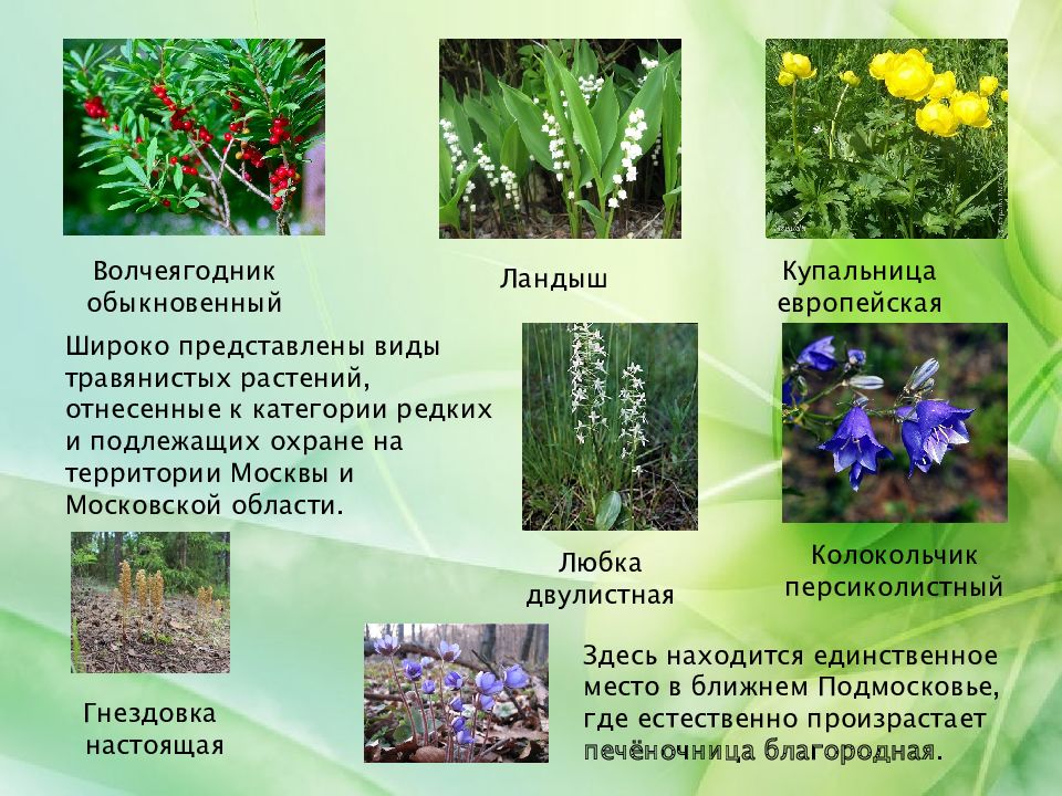 Цветы Московской Области