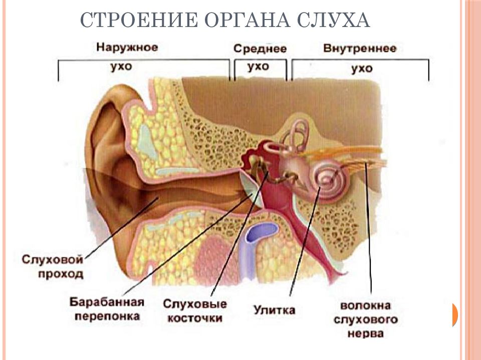 Органы слухового анализатора человека. Строение наружного среднего и внутреннего уха. Строение слухового анализатора человека анатомия. Анализатор слуха строение и функции. Слуховой анализатор строение среднее ухо.