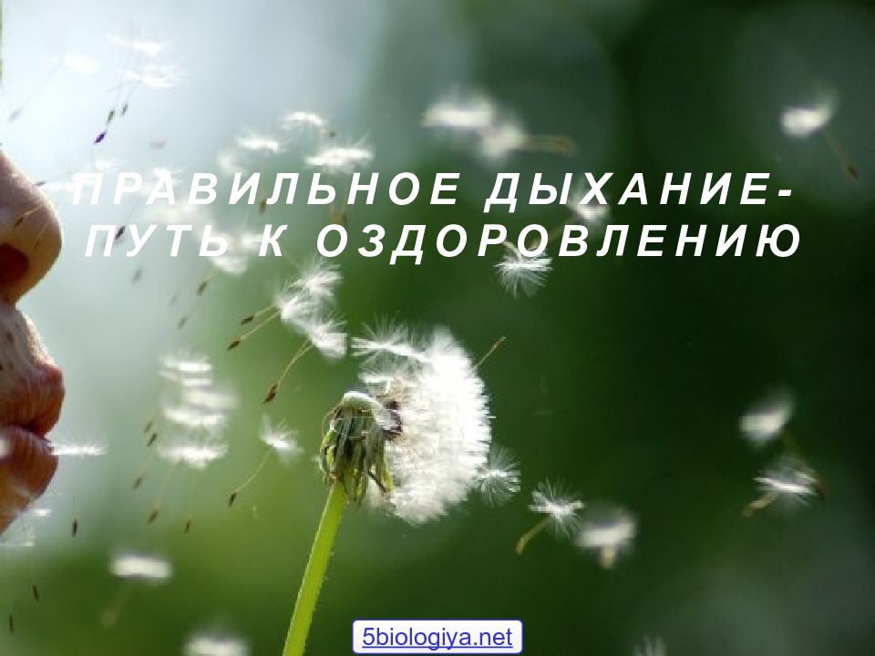 Дыхание живой природы. Одуванчик дыхание. Дыхание жизни фото. Выметающего дыхания.....природа. Дыхание растенийцветочнвз культур.