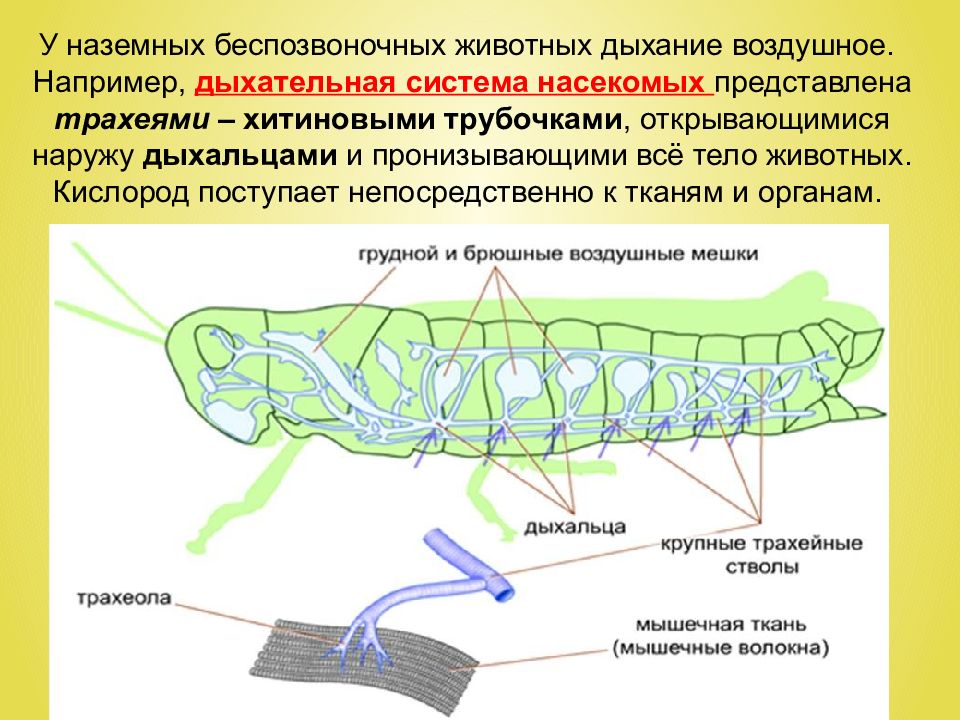 Дыхательная система насекомых. Дыхательная система насекомых картинки. Дыхательная система насекомых 4 класс. Дыхательная система у насекомых 4 класс проект.