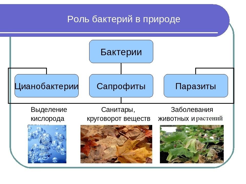 Составить схему роль бактерий в жизни человека