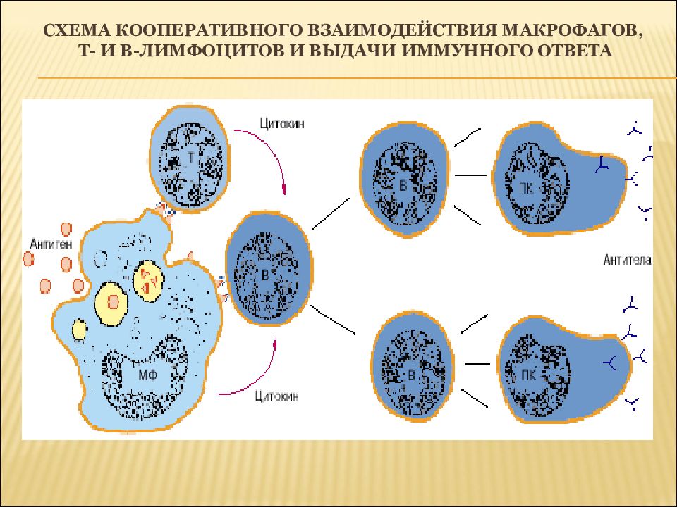 Фагоциты и лимфоциты. Схема взаимодействия т- и в- лимфоцитов и макрофагов.. Взаимодействие макрофага и лимфоцита. Взаимодействие т и б лимфоцитов. Взаимодействие т и в лимфоцитов в иммунном ответе.