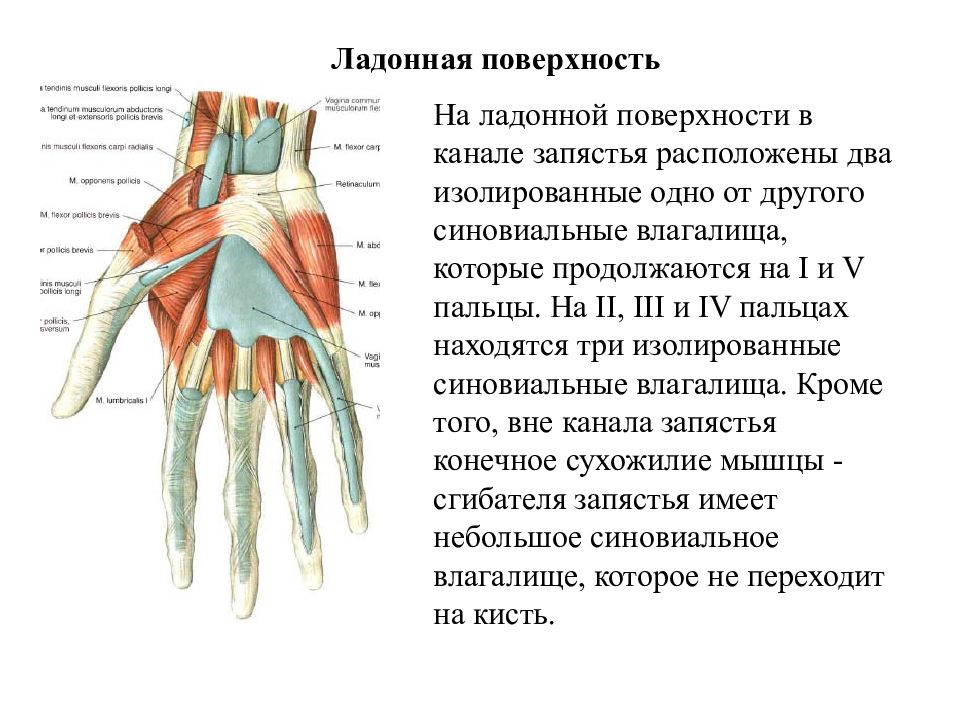 Каналы запястья топографическая анатомия схема