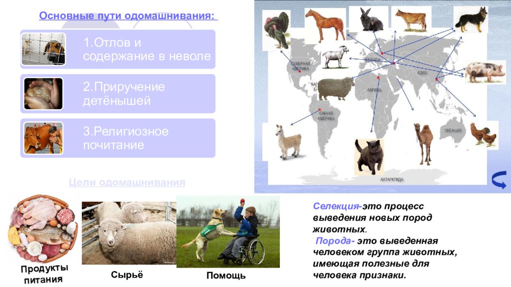 Время происхождения животных. Центры одомашнивания животных и происхождения культурных растений. Центры одомашнивания животных. Центры одомашнивания диких животных. Происхождение домашних животных.