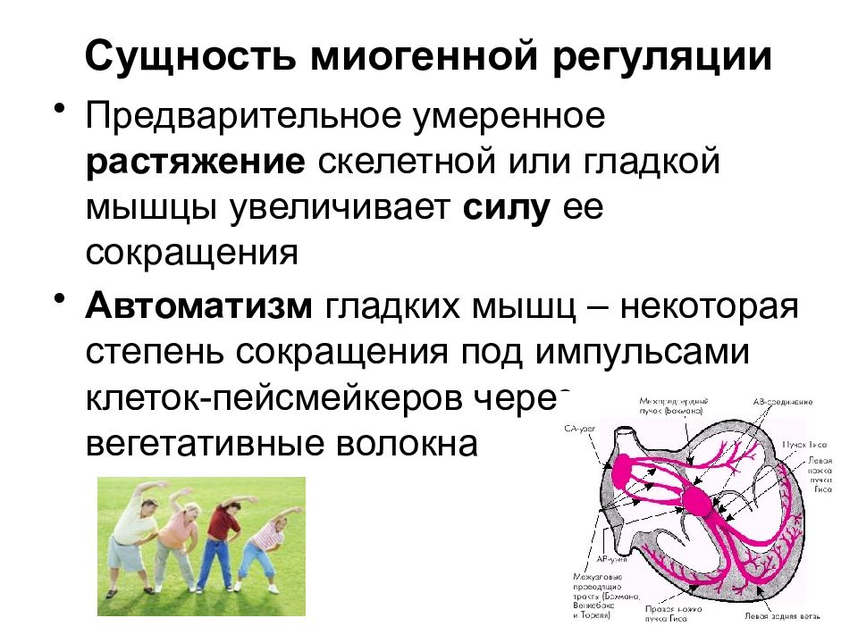 Миогенная регуляция сердечной деятельности. Миогенный механизм. Миогенная регуляция. Миогенный механизм регуляции. Нейрофизиология мышц.