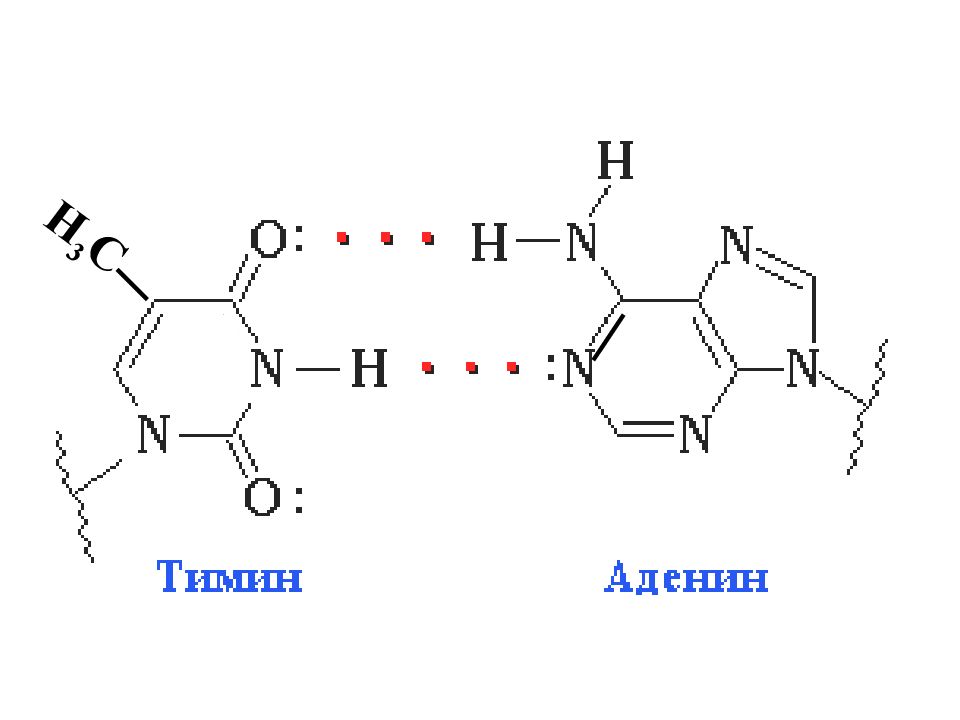 Концы нуклеиновых кислот