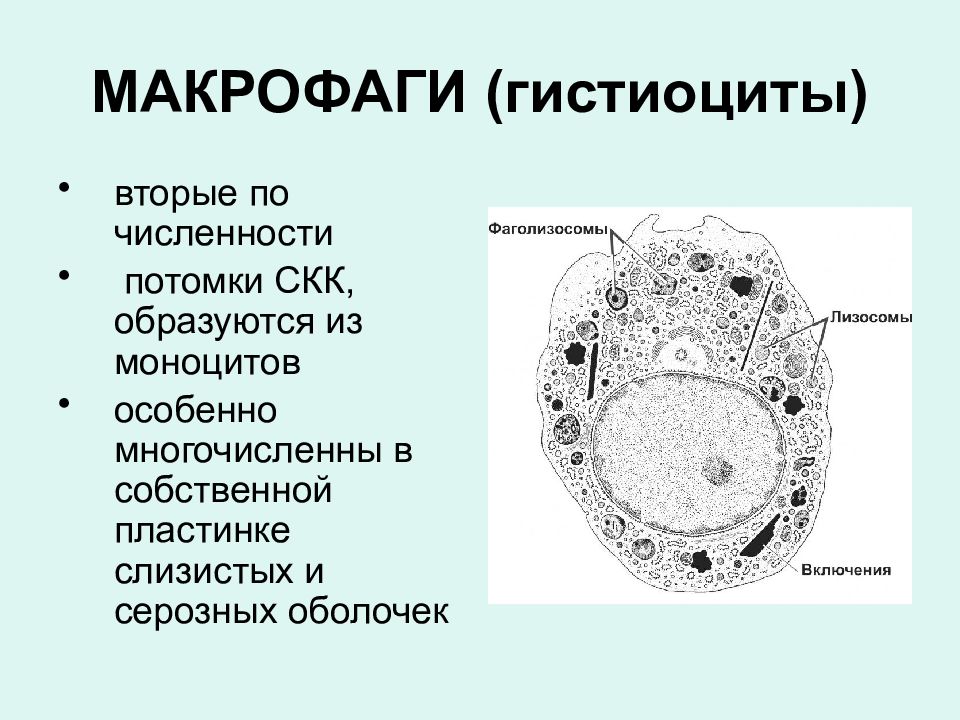 Гистиоциты в рыхлой соединительной ткани. Гистиоциты гистология. Гистиоциты это. Гистиоциты соединительной ткани. Гистиоциты в цитологии.