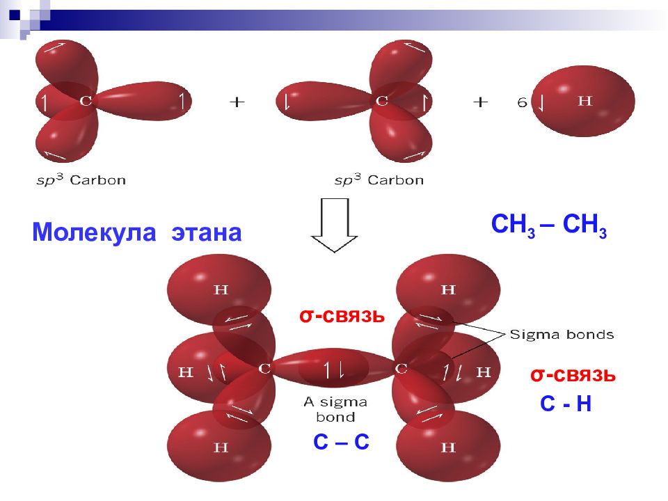 Химические связи в органических молекулах. Сигма связи в молекуле этана. Этан связи в молекуле. Число пи связей в молекуле этана. Ковалентная Сигма связь.