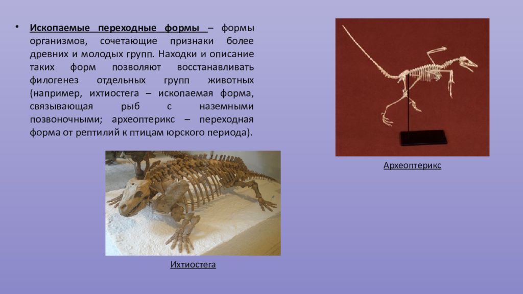 Палеонтологические доказательства переходные формы. Ископаемые переходные формы организмов. Переходные формы ископаемых животных. Ископаемые переходные формы организмов наука. Палеонтология ископаемые переходные формы примеры.