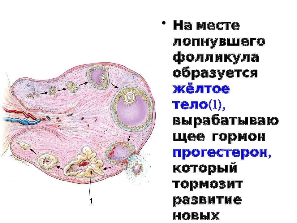 Бывшие желтые тела. Структура яичника фолликулы и желтое тело. На месте лопнувшего фолликула образуется. Формирование желтого тела.