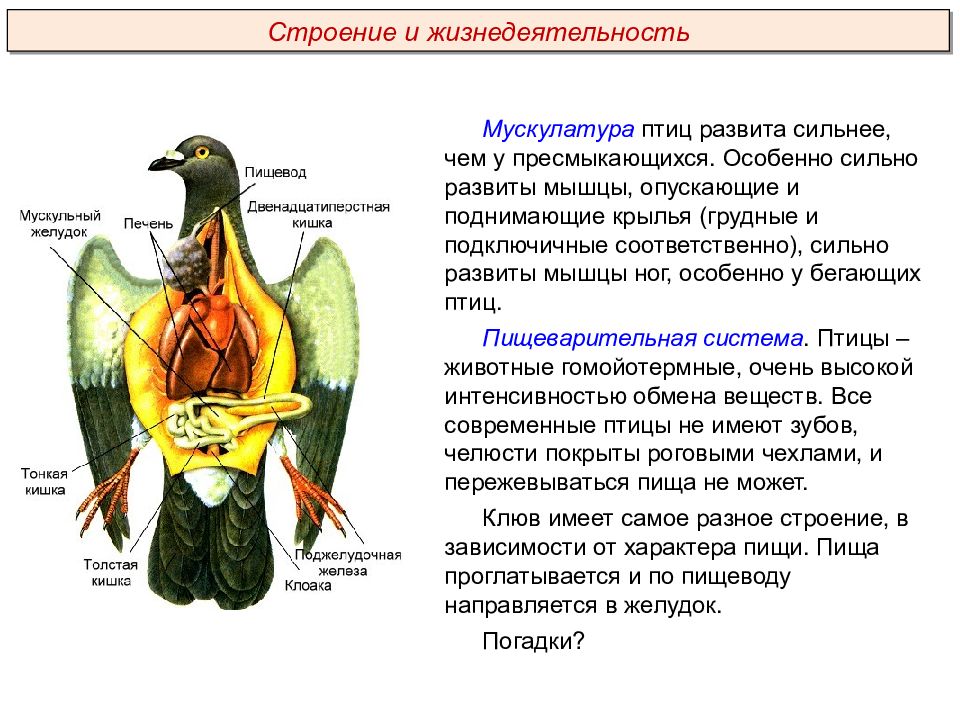 Птицы пименов презентация