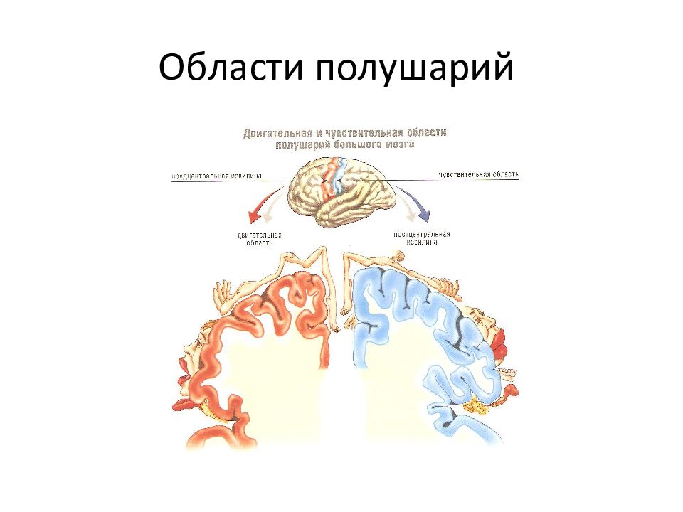 Презентация центральная нервная система 8 класс