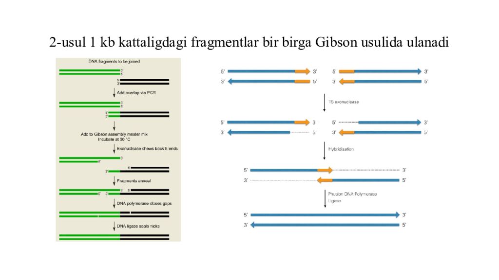 DNK ning tuzilishi va DNK replikatsiyasi 2-usul 1 kb kattaligdagi fragmentlar bir birga Gibson usulida ulanadi