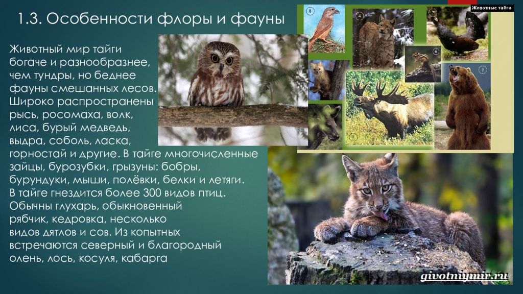 Презентация животный мир россии 8 класс география. Особенности Флоры и фауны. Животный мир тайги. Представители Флоры и фауны тайги. Животные характерные для тайги.